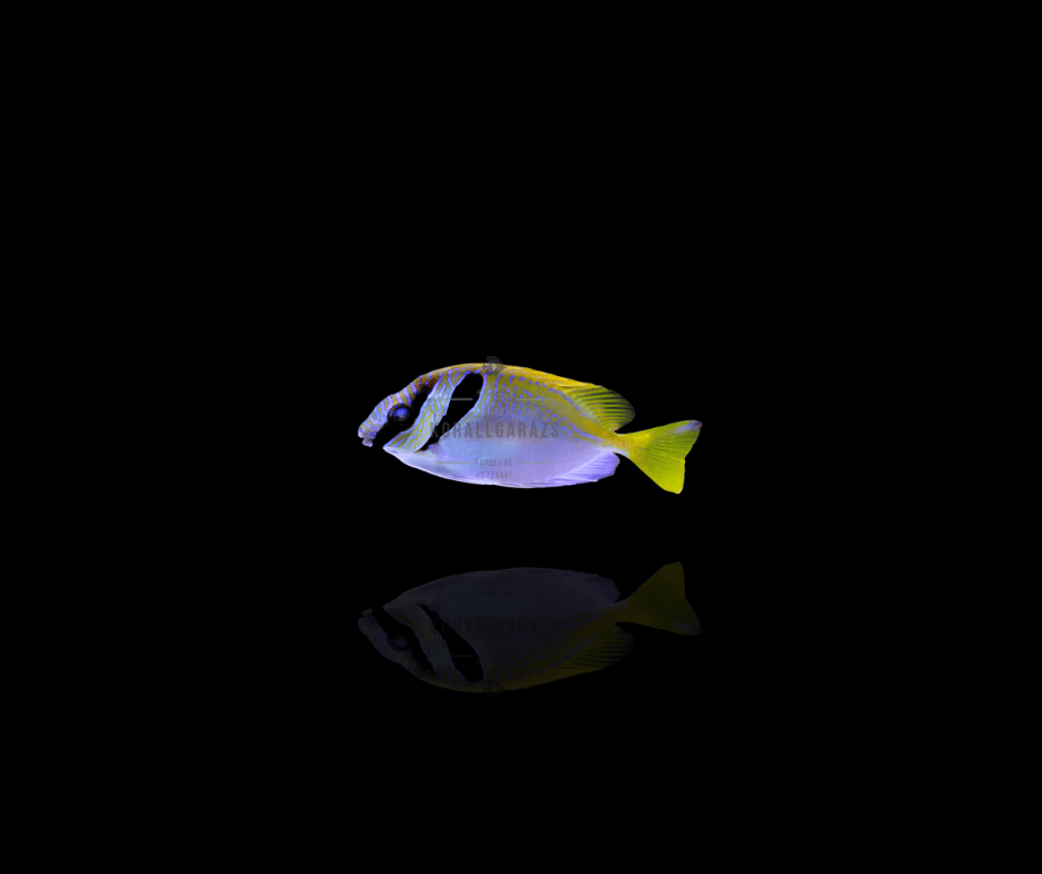 Siganus Virgatus